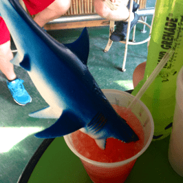 New Orleans Recap - Cost and Pictures! New Orleans Recap - Cost and Pictures!