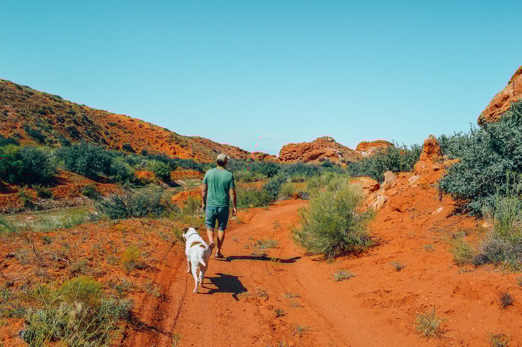 What do I need to travel with my dog?